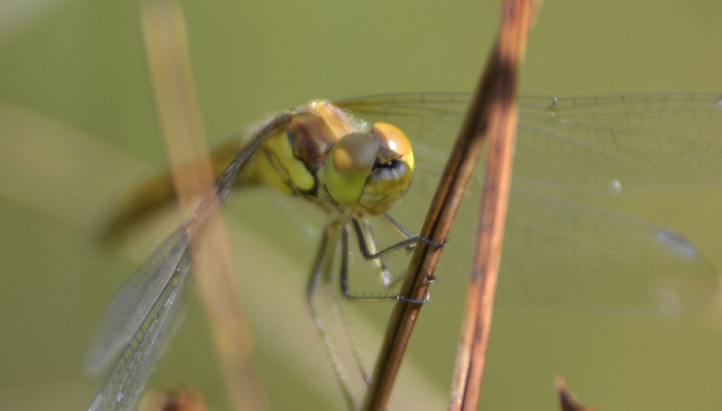 Sympetrum 1 id.